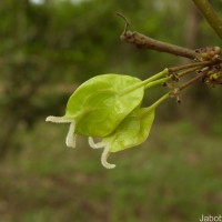 Holoptelea integrifolia (Roxb.) Planch.
